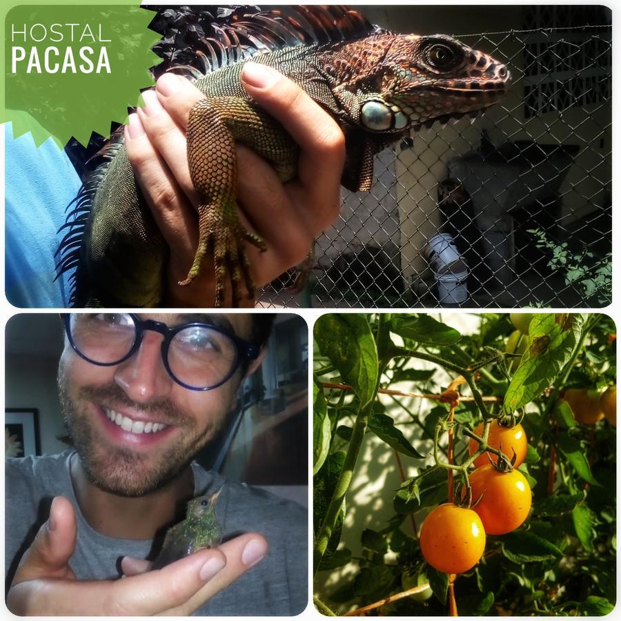 Pacasa Hostel David Bagian luar foto